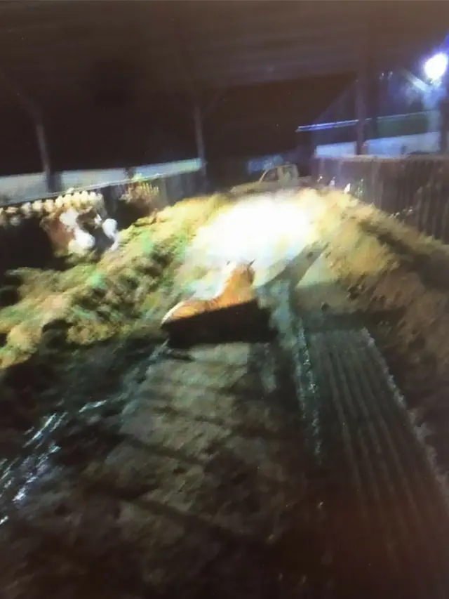 [Bintang] Hampir Sejam Taklukkan Harimau, Ternyata Polisi Ini Kecele, Kenapa?