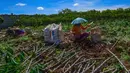 Dukungan tersebut disampaikan dalam Rapat Terbatas (Ratas) yang membahas kondisi pasar singkong nasional dan upaya perlindungan terhadap petani, pada Jumat (23/5/2025). (merdeka.com/Arie Basuki)