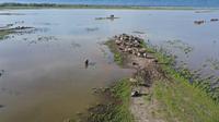 Area padang penggembalaan kerbau yang terendam luapan Danau Poso di Desa Tokilo, Poso. (Foto: Rai).