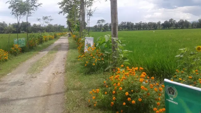 Bunga Pengusir Hama