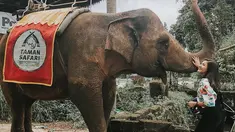 Pemilik nama lengkap Jessica Mila Agnesia memang terkenal sebagai sosok penyayang binatang. Ia beberapa kali sampaikan dukungan untuk melindungi hewan langka. Kecintaannya terhadap hewan terlihat saat antusias bertemu dengan gajah di Royal Safari Garden. (Liputan6.com/IG/@jscmila)