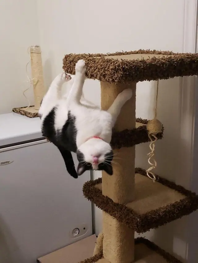 8 Potret Nyeleneh Kucing Bisa Melawan Gravitasi Ini Bikin Heran