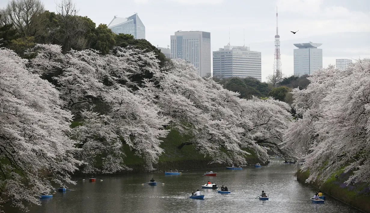 Sejumlah pengunjung naik perahu menikmati keindahan bunga sakura yang mekar sempurna di Chidorigafuchi selama musim semi di Tokyo, Jepang, (4/4). Bunga Sakura merupakan satu keunggulan negara Jepang. (REUTERS/Issei Kato)