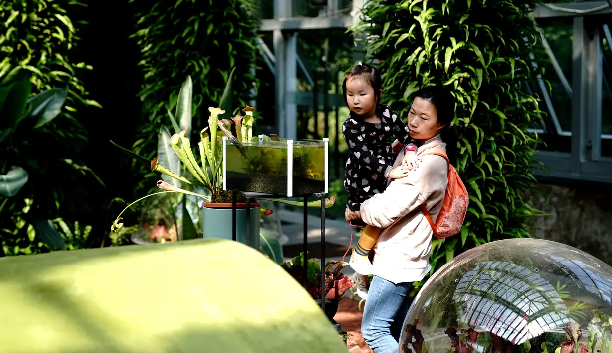 Para wisatawan mengamati tanaman pemakan serangga di Shanghai Botanical Garden, Shanghai, China, 11 Oktober 2020. Lebih dari 250 varietas tanaman pemakan serangga dipamerkan dalam Pameran Tanaman Pemakan Serangga ke-2. (Xinhua/Zhang Jiansong)
