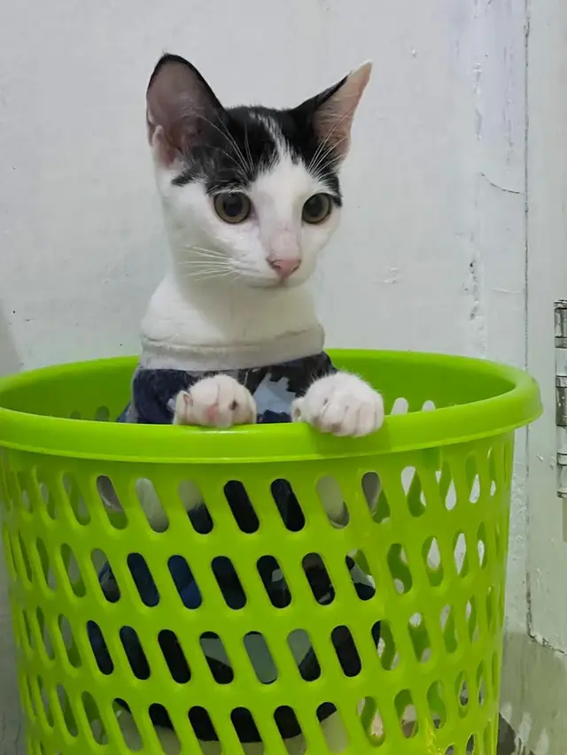 6 Potret Kucing Tidur Pakai Baju Kaus Ini Bikin Gemas, Layaknya Manusia