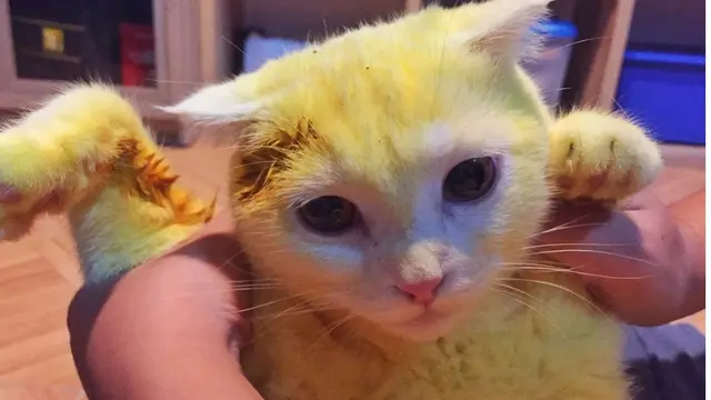 Wanita Thailand Ini Ubah Warna Kucingnya Jadi Kuning