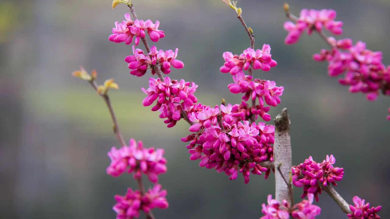 Ilustrasi Eastern Redbud (Cercis canadensis)