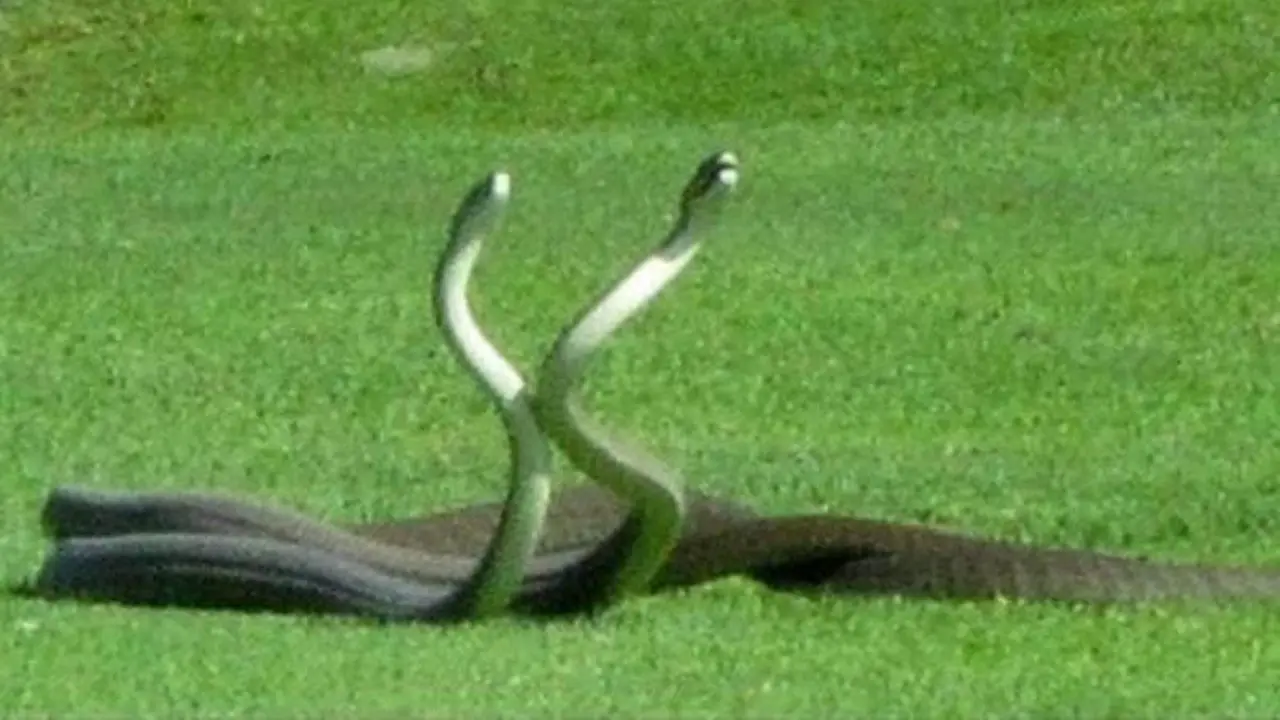 Pertandingan Golf