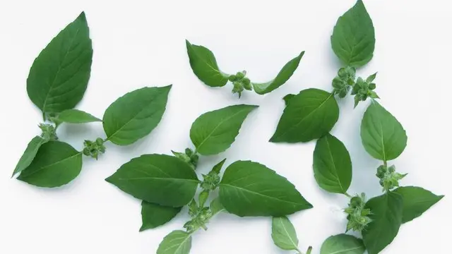 Kemangi. (foto: Pinterest/Robin Kok).