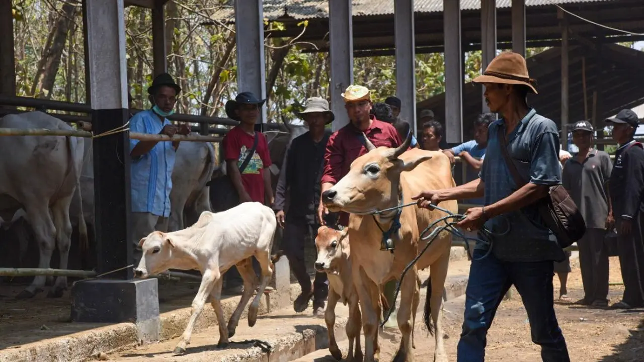 Inseminasi Buatan Sukses Tingkatkan Populasi Sapi di Purwakarta