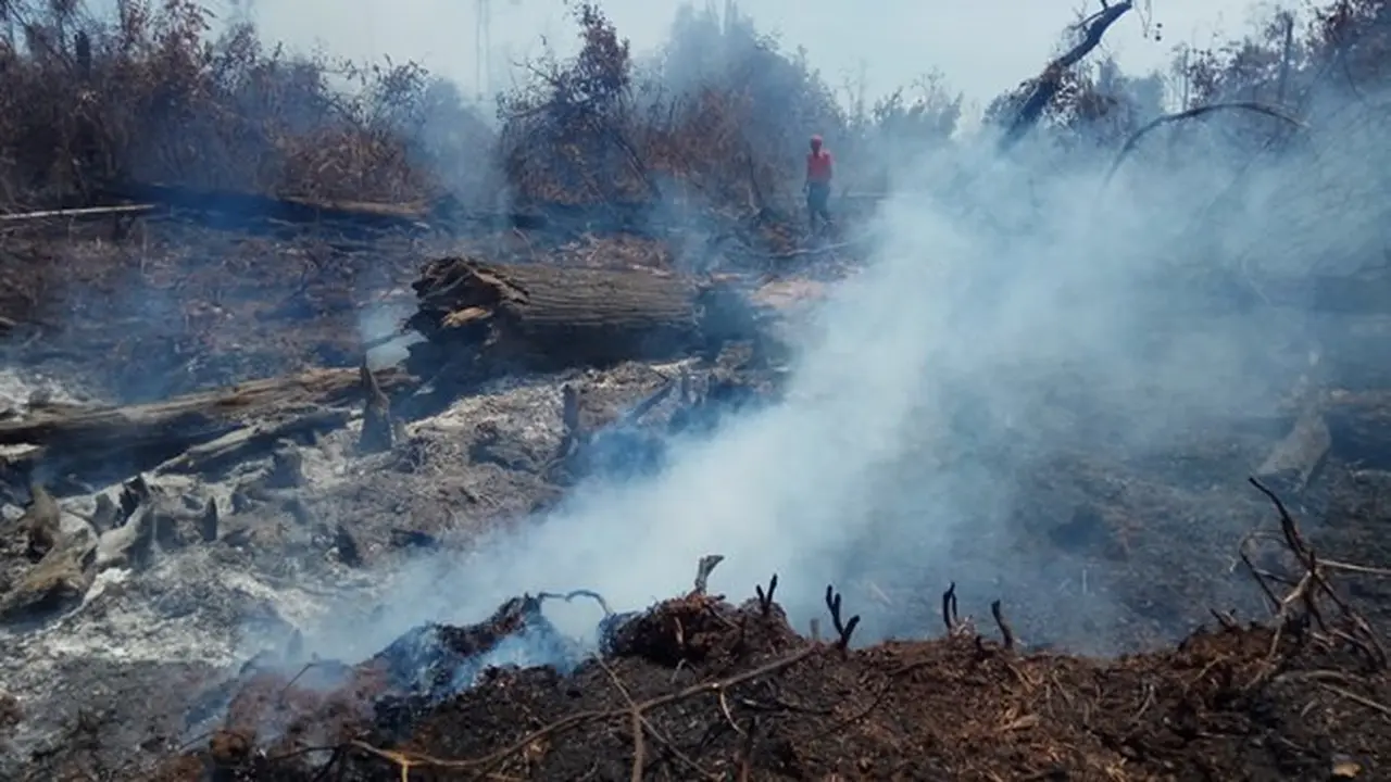 Bekas kebakaran lahan gambut di Riau yang masih mengepulkan asap dan berpotensi menyala jika ditiup angin kencang