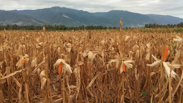 Jagung yang dipanen di Desa Kalawara, Kecamatan Gumbasa, Sigi, Sulawesi Tengah (Liputan6.com/Giovani Dio Prasasti)