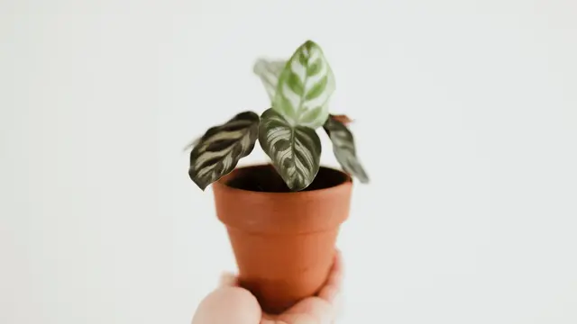 Monstera Dubia