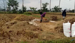 Swasembada, Produksi Beras Januari-Agustus 2026 Tembus 25,28 Juta Ton
