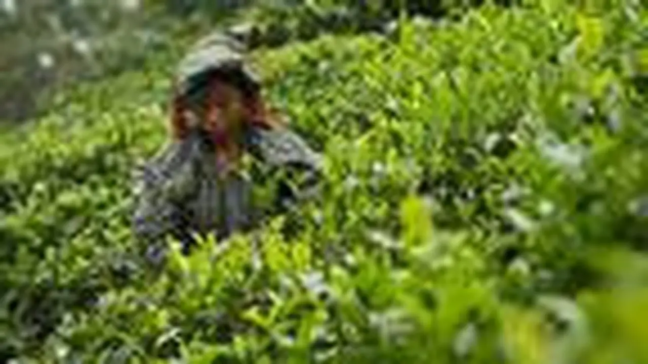 Seorang petani teh tengah memetik dauh teh muda di salah satu lahan perkebunan teh Kaziranga, di negara bagian Assam di India timur laut