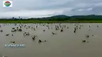 Warga etnis Muslim Rohingya tetap melarikan diri dari Rakhine, Myanmar dan terus membanjiri Bangladesh.