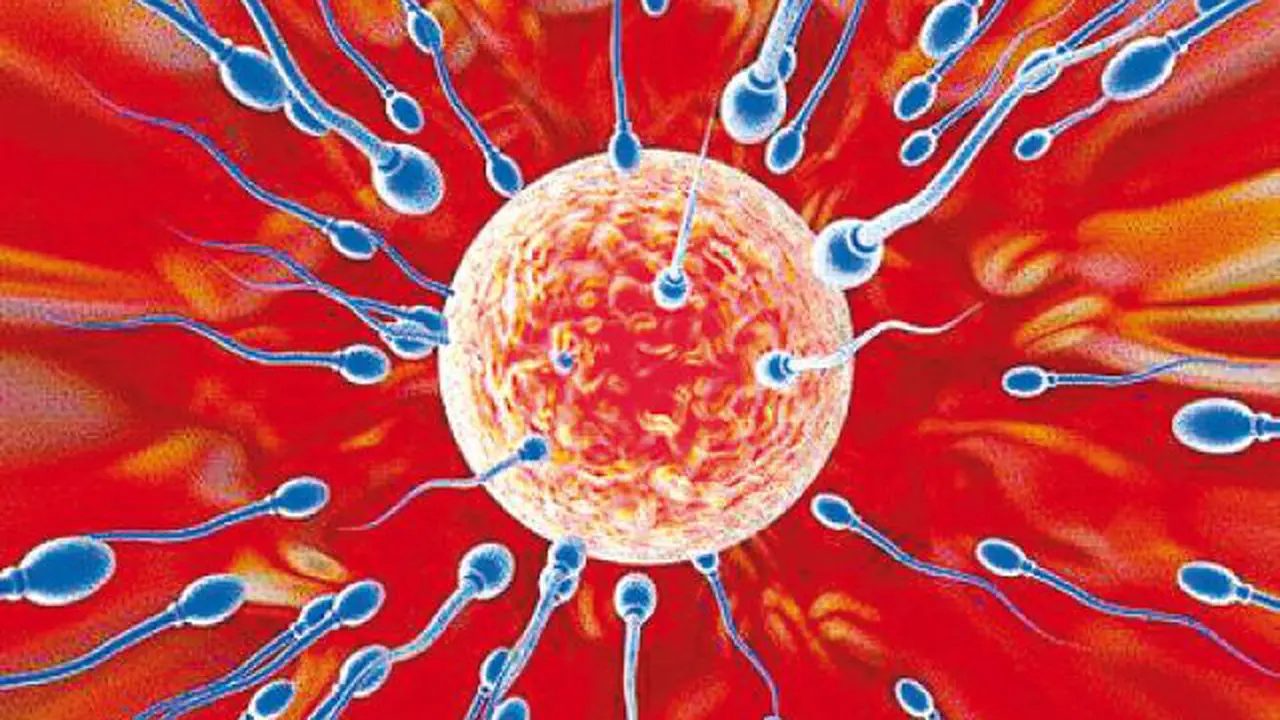 Sperms and egg