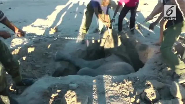 Turis berusaha menyelamatkan seekor bayi gajah yang terjebak dalam lubang tapi berakhir tragis