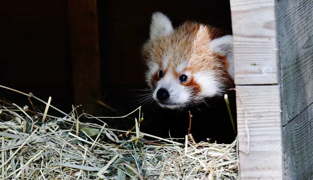 Bayi panda merah berada di kandangnya di Kebun Binatang Biotropica di Val-de-Reuil, Prancis, (28/8). Panda merah atau dalam nama ilmiahnya Ailurus fulgens adalah sejenis binatang menyusui di dalam ordo Carnivora. (AFP Photo/Charly Triballeau)
