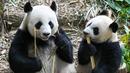 Le Le (kanan) merayakan ulang tahunnya yang pertama bersama ibunya Jia Jia dengan makan bambu dalam pameran hutan panda raksasa River Wonders di Singapura, Jumat (12/8/2022). Perayaan ulang tahun Le Le yang luar biasa ini akan berlanjut hingga akhir pekan. (Roslan RAHMAN/AFP)