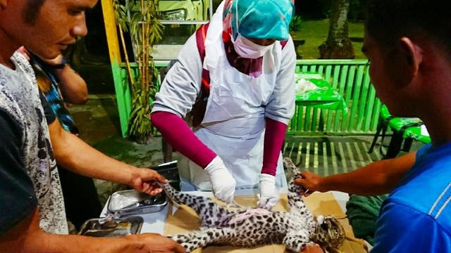 Tim medis melakukan nekropsi terhadap bayi leopard yang mati di Kebun Binatang Kasang Kulim.