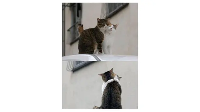 Tingkah kucing seperti manusia (Sumber: twitter/_Hrst)