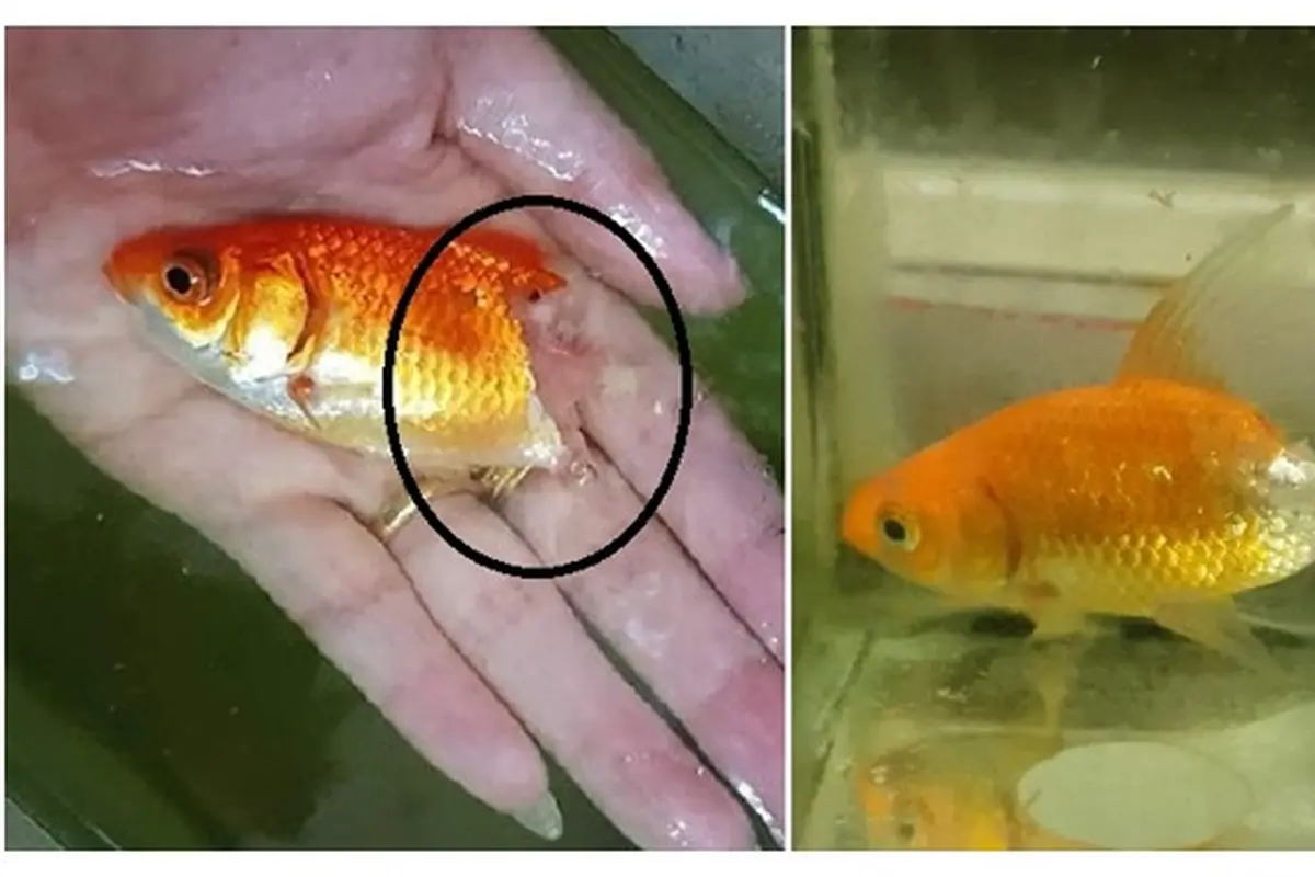 Enggak Disangka, Wanita Ini Berhasil Selamatkan Ikan yang Lagi Sekarat