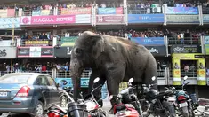 Seekor gajah liar dengan panah berisi obat penenang di sisi bagian belakangnya berkeliaran di Siliguri negara bagian Bengal Barat, India, Rabu (10/2). Gajah itu keluar dari habitatnya di hutan Baikunthapur dan masuk ke kota. (AFP PHOTO / Diptendu Dutta)