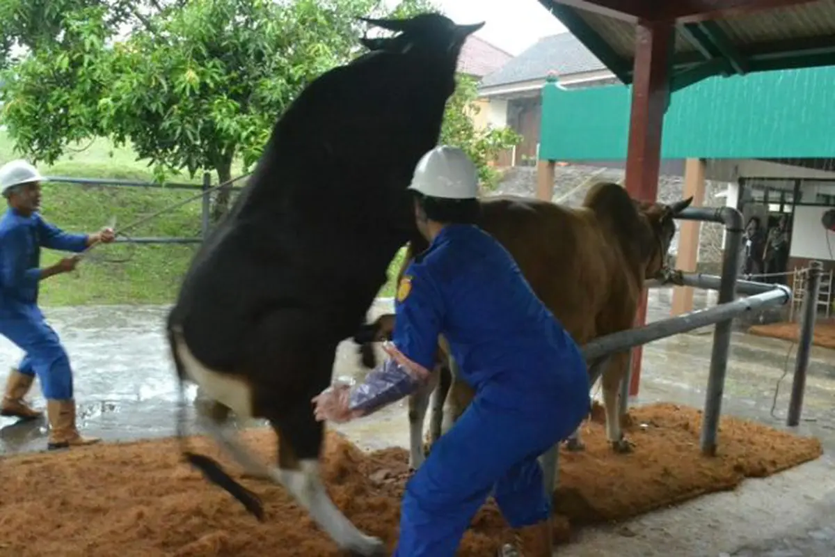 Inseminasi Sapi
