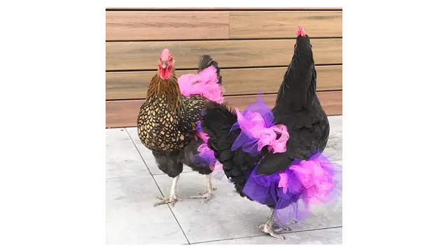 Pria Ini Buat Rok untuk Ayam, Alasannya Bikin Geleng Kepala