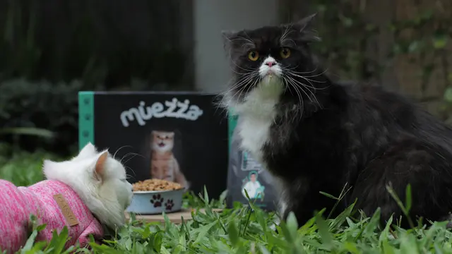 3 Tempat Favorit Kucing Pemalu