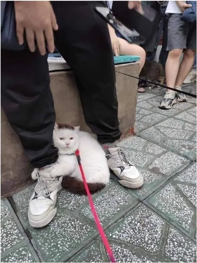 6 Potret Kucing Nyasar ke Fasilitas Umum Manusia, Nongkrong di Kafe hingga Ambil Uang