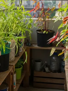 Ilustrasi Tanaman Kangkung dan Bayam/Gemini AI