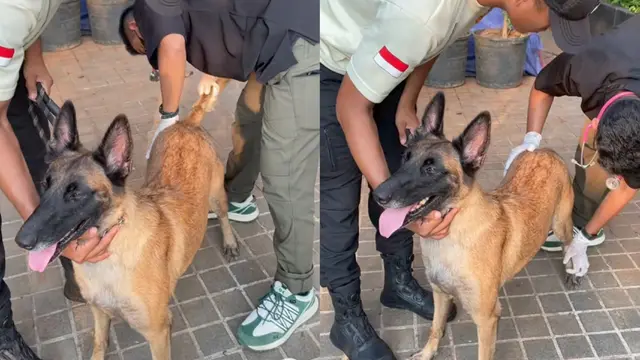 Kabar Terkini Anjing Dipukul Sekuriti Plaza Indonesia: Dokter Hewan Beberkan Kondisi Anjing Penjaga Plaza Indonesia Berusia 2 Tahun Bernama Fay Usai Dipukul Sekuriti (TikTok Plaza Indonesia)