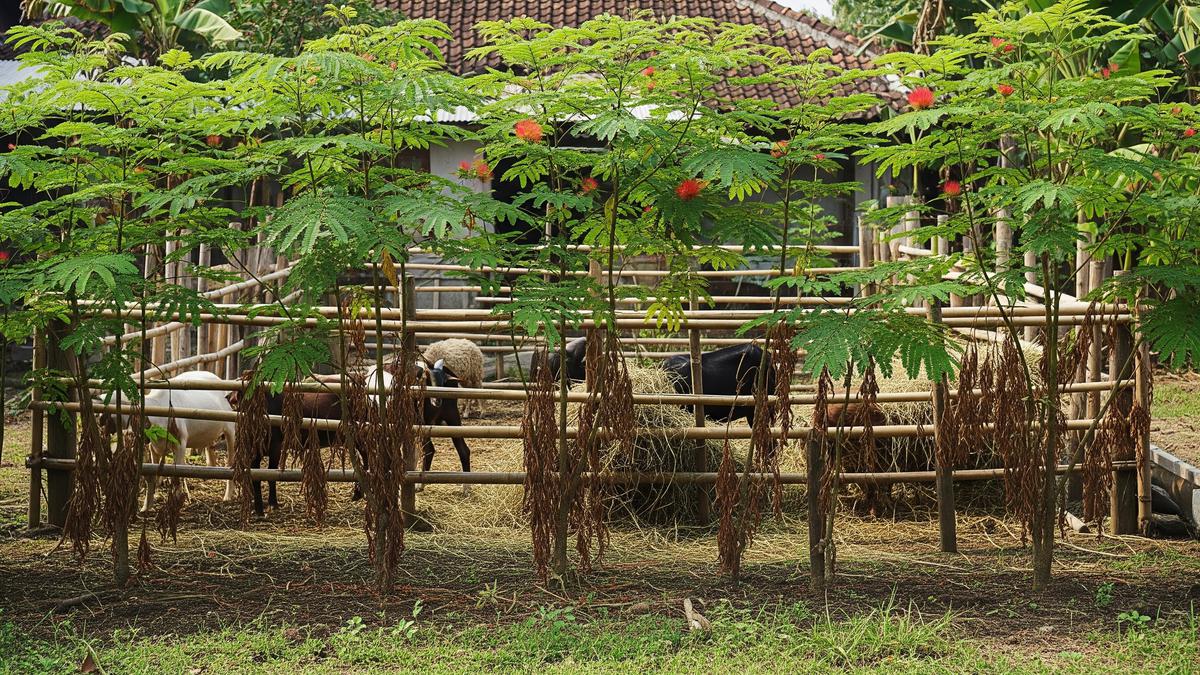 8 Tanaman Produktif yang Cocok Dipadukan dengan Ternak Rumahan Skala Kecil