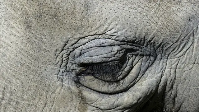 Ilustrasi gajah