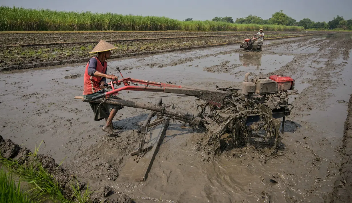 Petani membajak sawah dengan traktor sebelum menanam bibit padi di Sidoarjo, Jawa Timur, Rabu 3 Juni 2026. (JUNI KRISWANTO/AFP)
