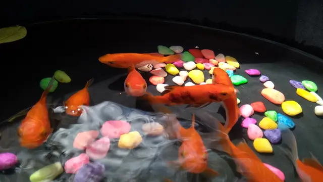 Penjual Ikan Hias