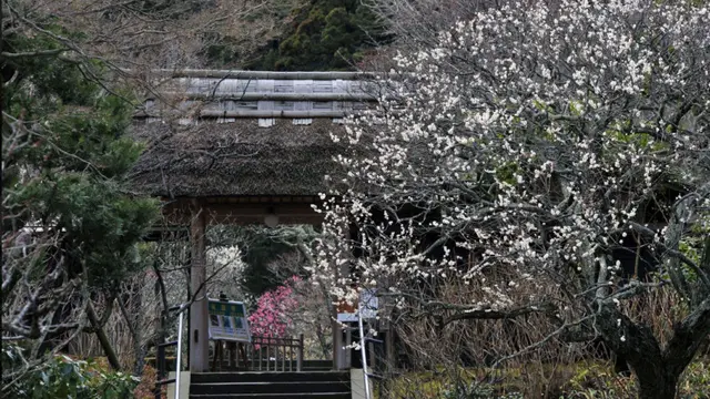 Kuil Matsugaoka Tokei-ji