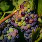 Ilustrasi buah anggur (dok.unsplash/ Samantha Fortney)