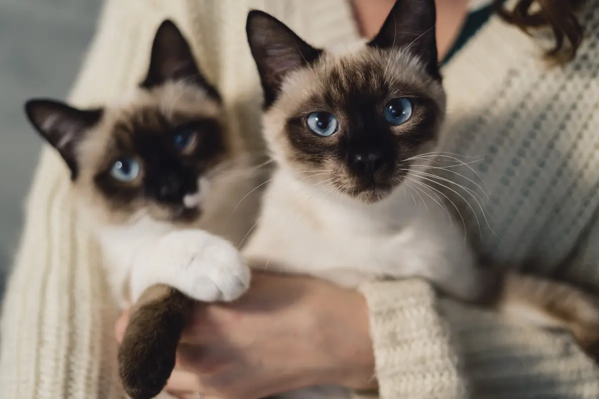 Ciri-Ciri Kucing yang Mengalami Kecemasan dan Cara Menanganinya