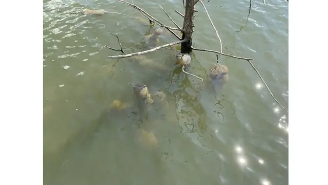 Penemuan Aneh Kantung Berwarna Oranye Menyala di Sungai, Bak Telur Makhluk Fiksi