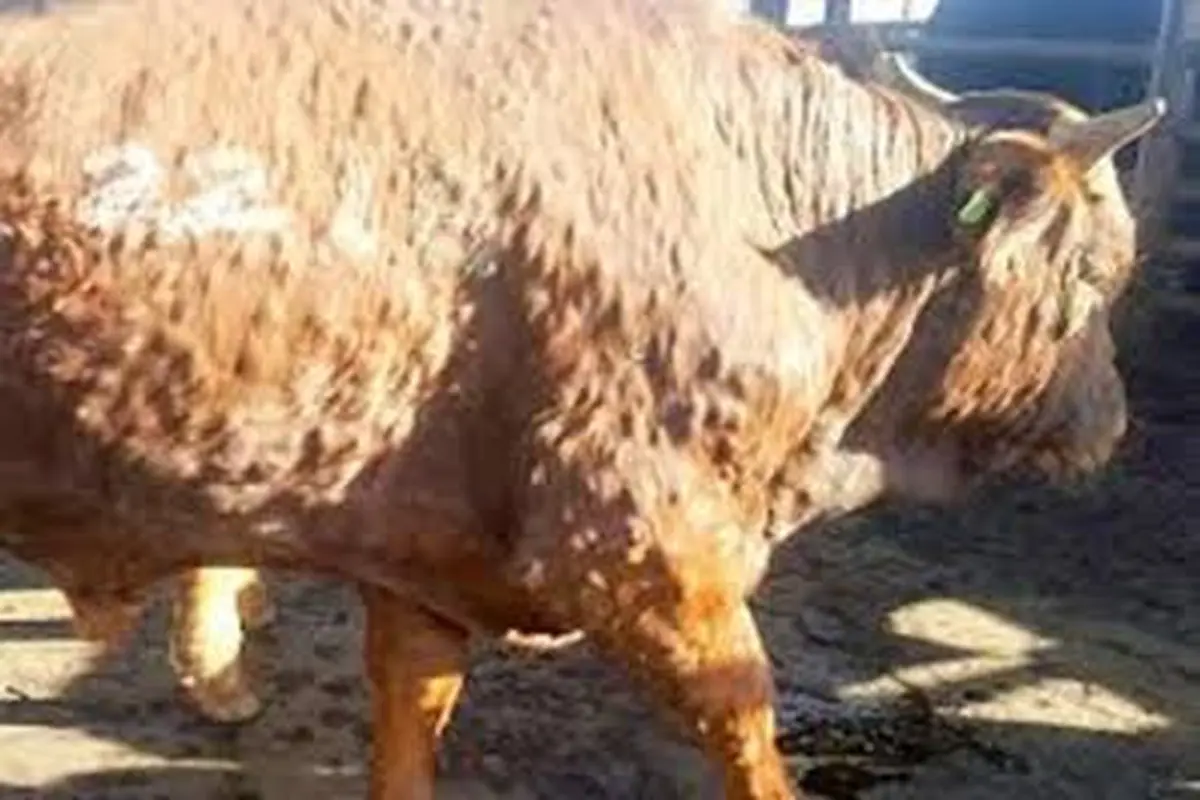 Ilustrasi sapi terjangkit virus Lumpy Skin Disease (LSD) atau dalam istilah lain penyakit lato-lato (Istimewa)