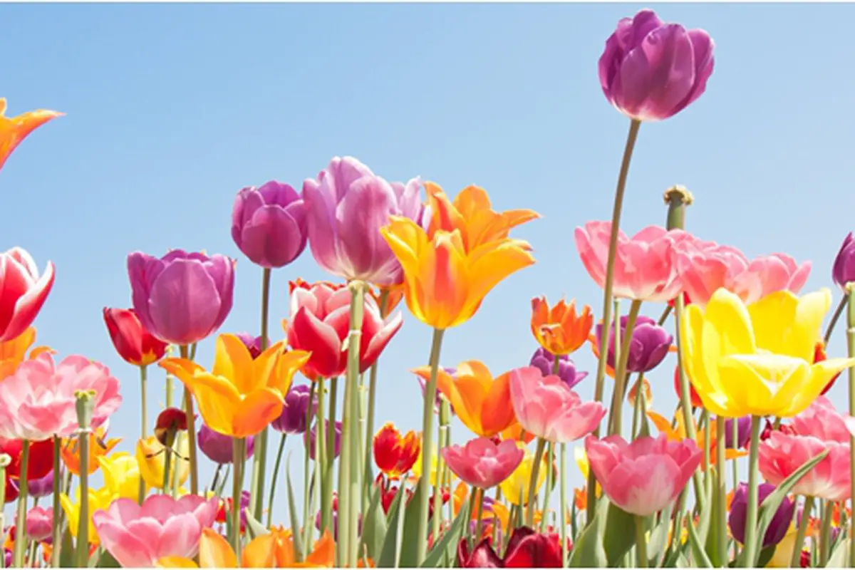 Courtesy ShutterStock.com