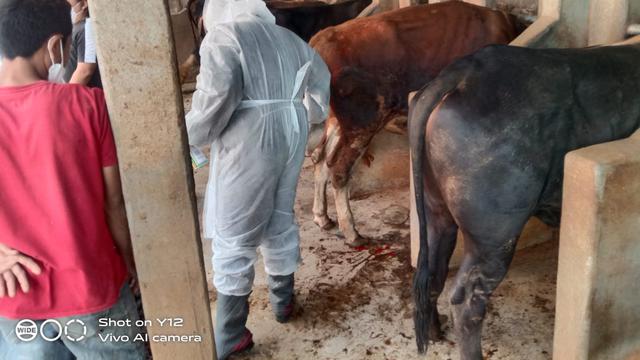 Para petugas dari Perikanan dan Peternakan (Kadiskanak) Kabupaten Garut dan Balai Veteriner, tengah melakukan pengecekan kesehatan terhadap sapi-sapi yang terkena Penyakit Mulut Kuku (PMK) di Garut, Jawa Barat. (Liputan6.com/Jayadi Supriadin)