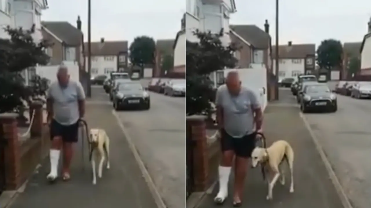 Seekor anjing akting berjalan pincang saat bersama tuannya.