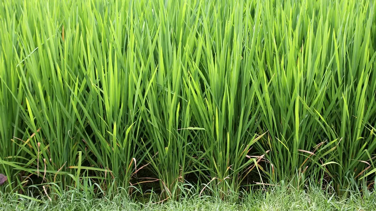 Lima Negara yang Bahan Makanan Pokoknya Terbuat Dari Beras