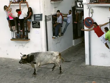 Sejumlah peserta berusaha menaiki jendela menghindari banteng saat festival Toro de Cuerda di Grazalema, Spanyol, (20/7/2015). Tiga banteng dilepas di jalanan kota dalam festival tahunan tersebut. (REUTERS/Jon Nazca)