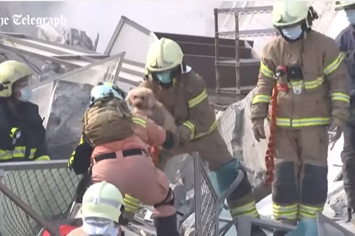 Mengharukan, Penyelamatan Anjing dari Reruntuhan Gempa Taiwan
