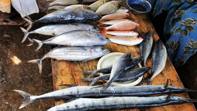 Ilustrasi Ikan Tongkol